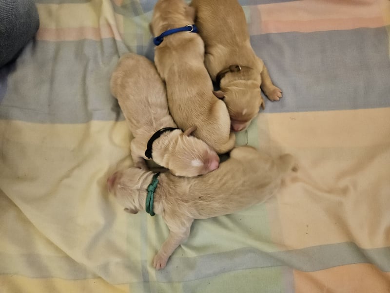 Golden Retriever Welpen