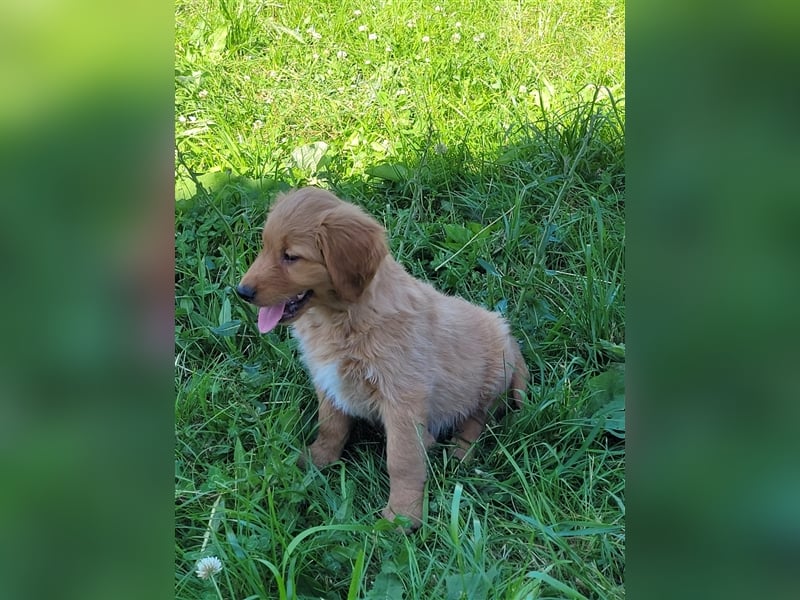 Golden Retriever Welpen