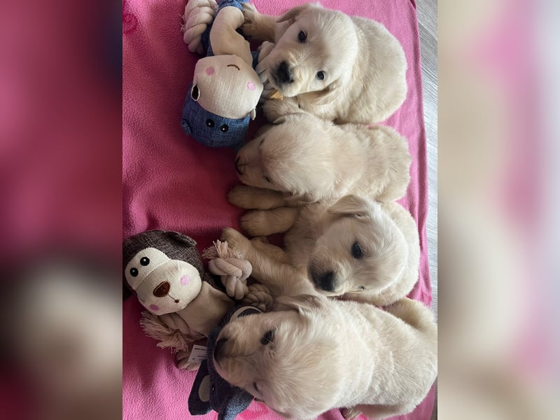 Golden Retriever Welpen abzugeben