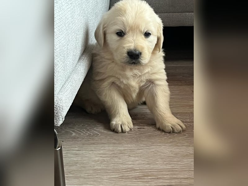 Golden Retriever Welpen abzugeben