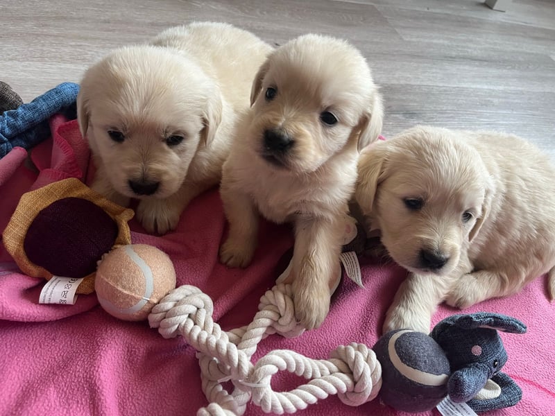 Golden Retriever Welpen abzugeben