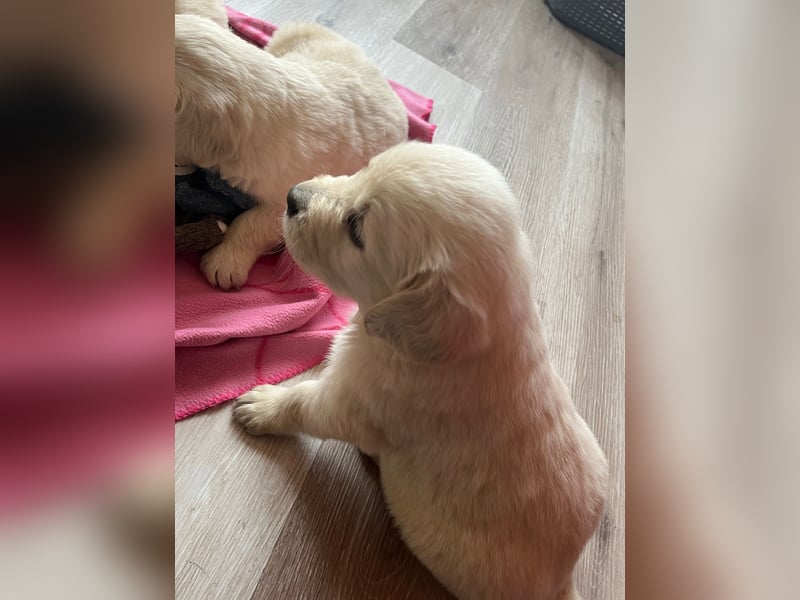 Golden Retriever Welpen abzugeben