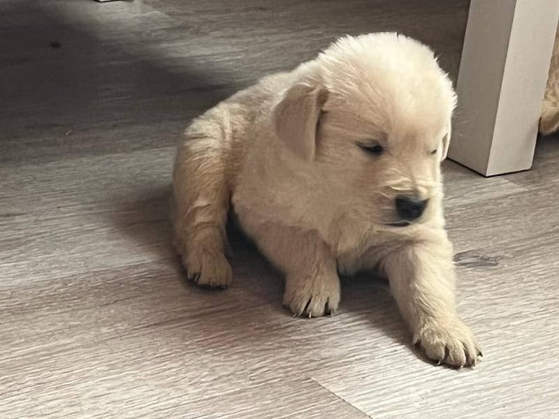 Golden Retriever Welpen abzugeben