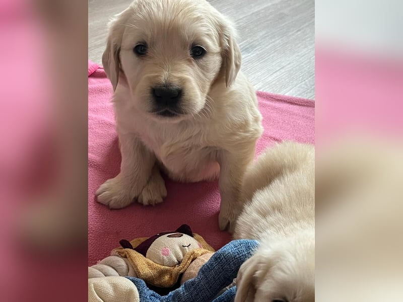 Golden Retriever Welpen abzugeben