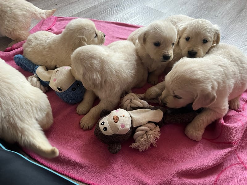 Golden Retriever Welpen abzugeben