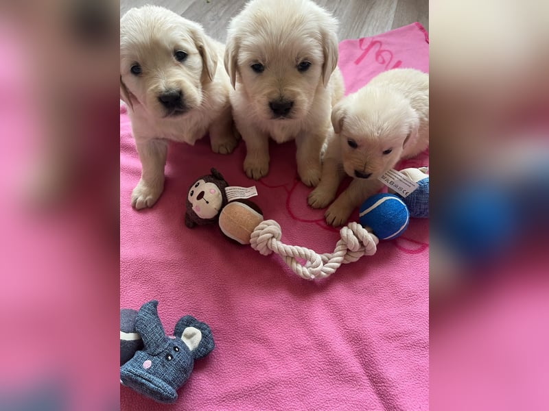 Golden Retriever Welpen abzugeben