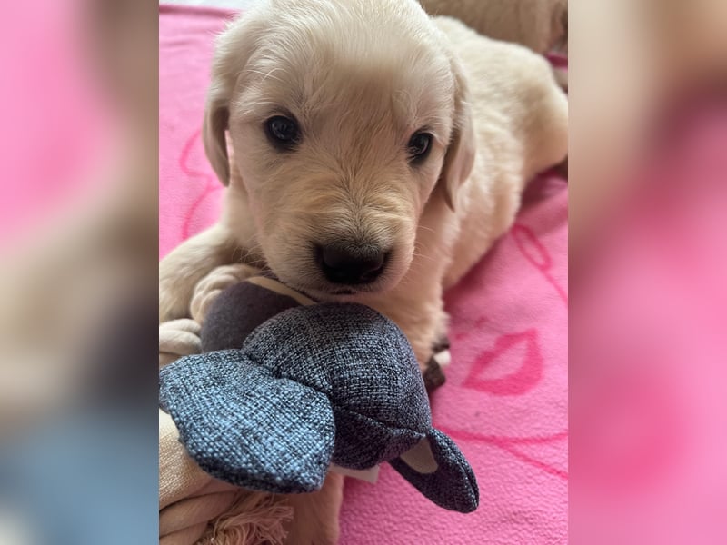 Golden Retriever Welpen abzugeben