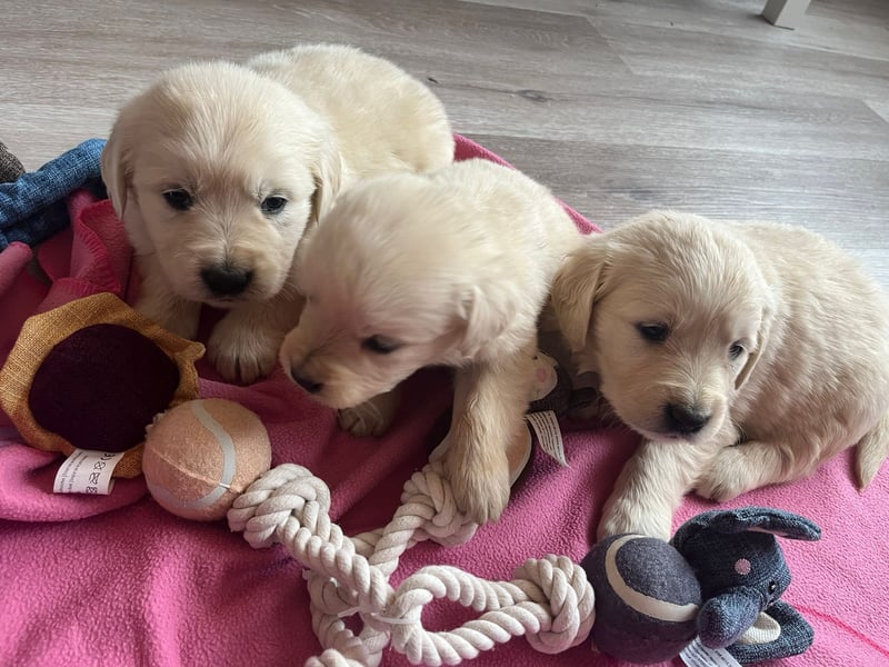 Golden Retriever Welpen abzugeben