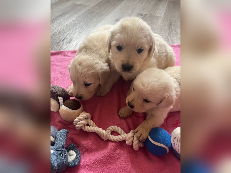 Golden Retriever Welpen abzugeben