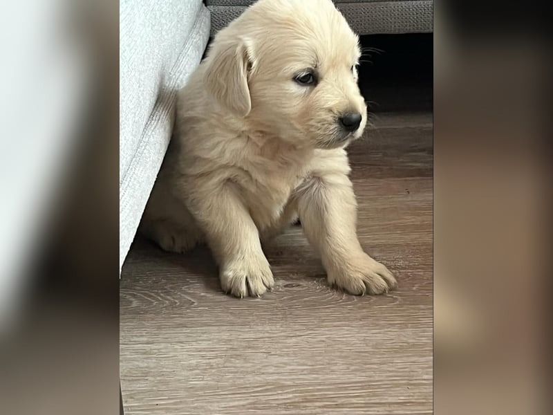 Golden Retriever Welpen abzugeben