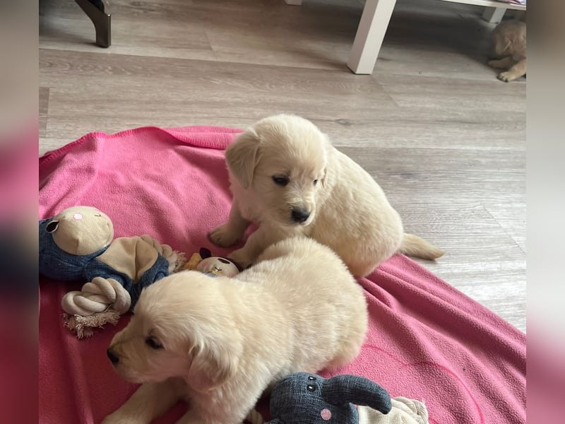 Golden Retriever Welpen abzugeben