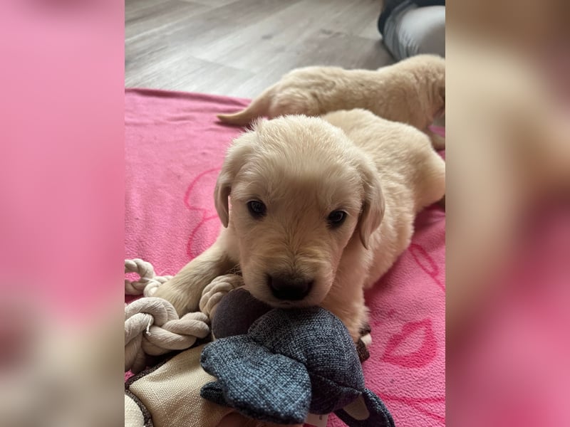 Golden Retriever Welpen abzugeben