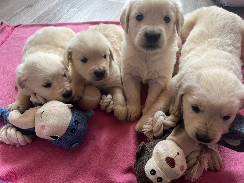 Golden Retriever Welpen abzugeben