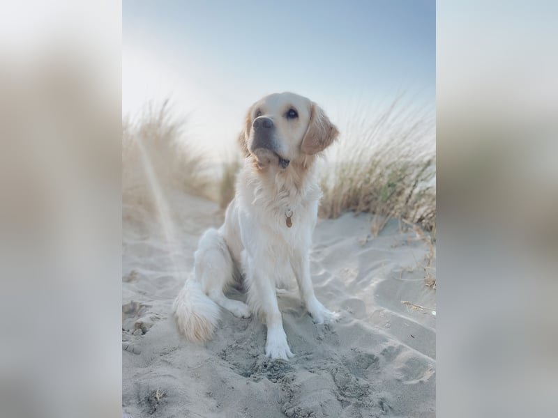Wunderschöner Golden Retriever Deckrüde