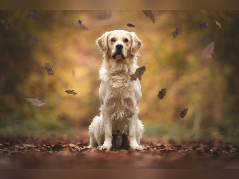 Wunderschöner Golden Retriever Deckrüde