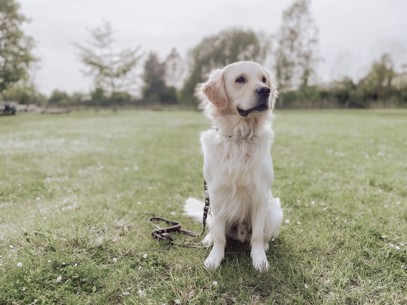 Wunderschöner Golden Retriever Deckrüde