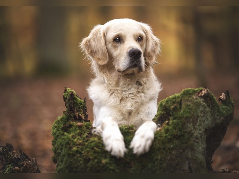 Wunderschöner Golden Retriever Deckrüde