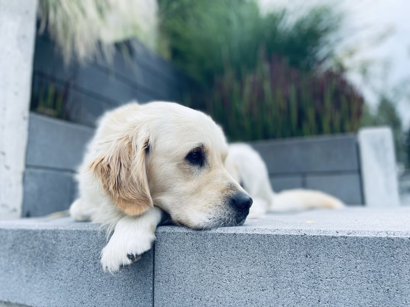 Wunderschöner Golden Retriever Deckrüde