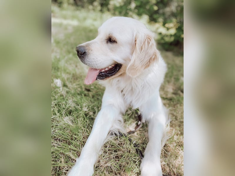 Wunderschöner Golden Retriever Deckrüde