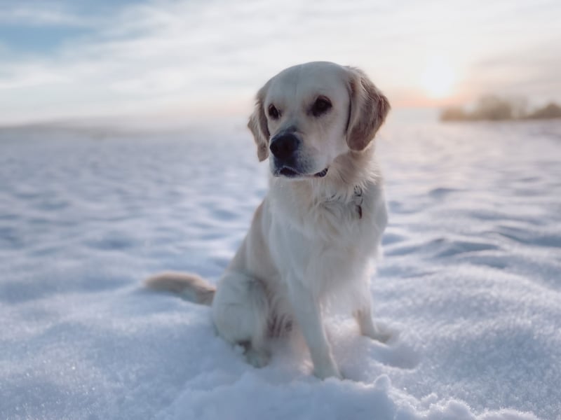 Wunderschöner Golden Retriever Deckrüde