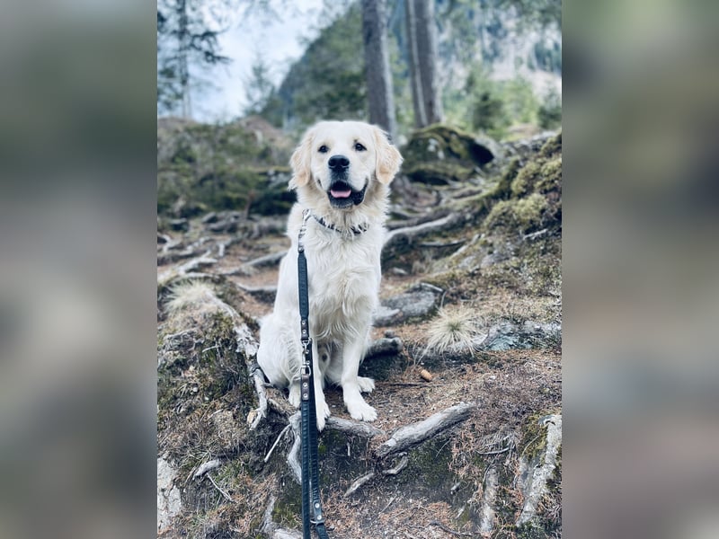 Wunderschöner Golden Retriever Deckrüde