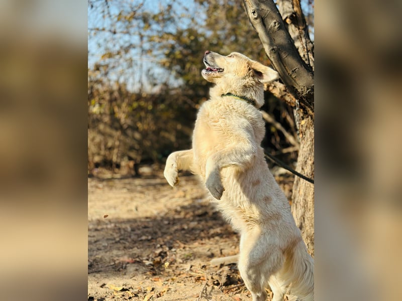 Jeck - ein wunderschöner, lieber Labrador - Retriever - Mischling sucht sein Für -immer -Zuhause