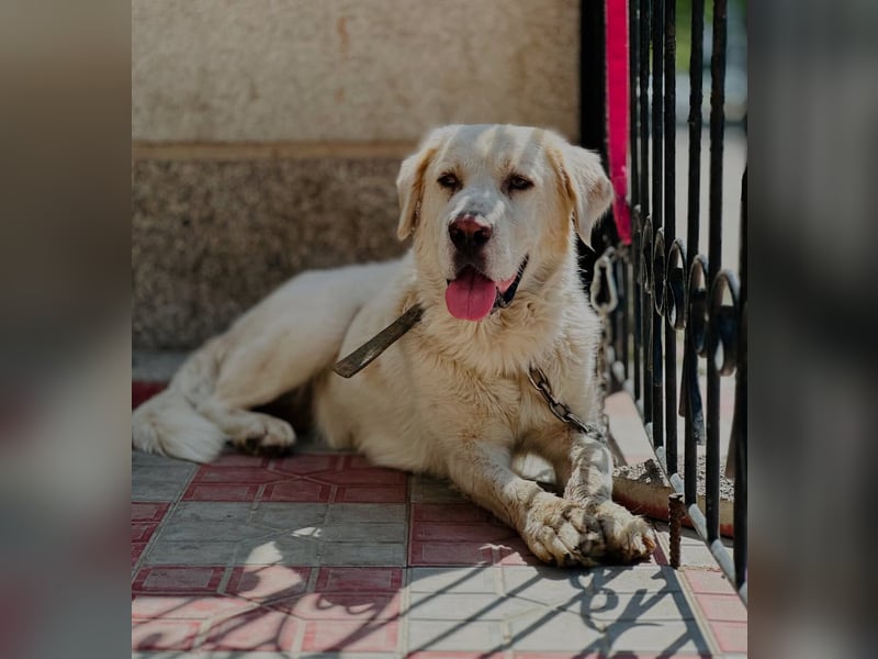 Jeck - ein wunderschöner, lieber Labrador - Retriever - Mischling sucht sein Für -immer -Zuhause