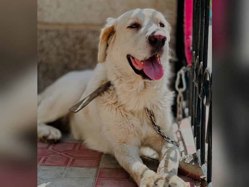 Jeck - ein wunderschöner, lieber Labrador - Retriever - Mischling sucht sein Für -immer -Zuhause