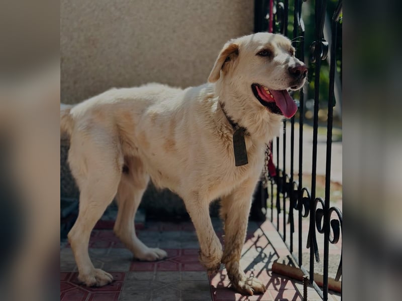 Jeck - ein wunderschöner, lieber Labrador - Retriever - Mischling sucht sein Für -immer -Zuhause