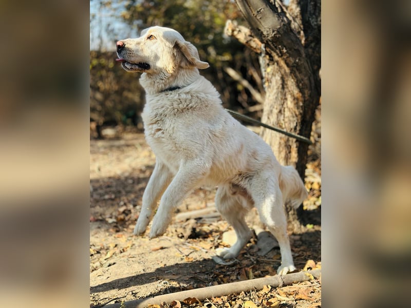 Jeck - ein wunderschöner, lieber Labrador - Retriever - Mischling sucht sein Für -immer -Zuhause