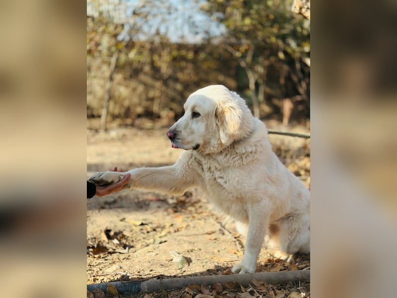 Jeck - ein wunderschöner, lieber Labrador - Retriever - Mischling sucht sein Für -immer -Zuhause