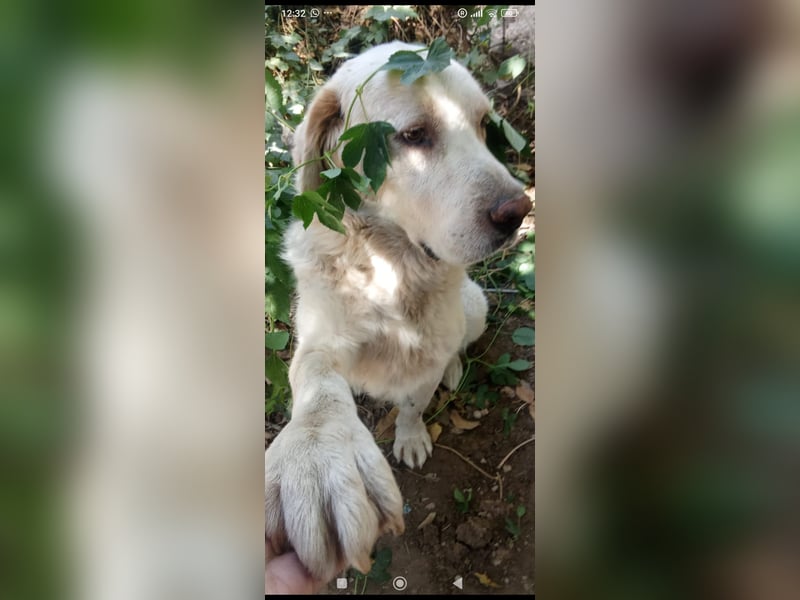 Jeck - ein wunderschöner, lieber Labrador - Retriever - Mischling sucht sein Für -immer -Zuhause