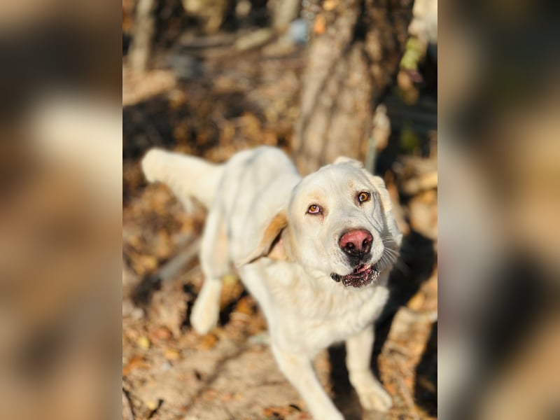 Jeck - ein wunderschöner, lieber Labrador - Retriever - Mischling sucht sein Für -immer -Zuhause