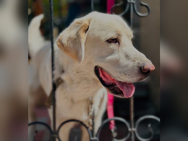 Jeck - ein wunderschöner, lieber Labrador - Retriever - Mischling sucht sein Für -immer -Zuhause