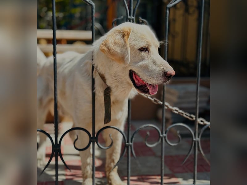 Jeck - ein wunderschöner, lieber Labrador - Retriever - Mischling sucht sein Für -immer -Zuhause