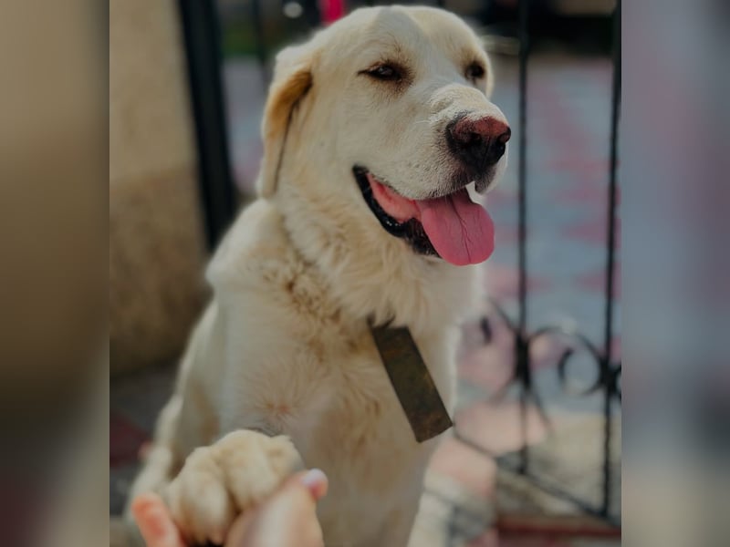 Jeck - ein wunderschöner, lieber Labrador - Retriever - Mischling sucht sein Für -immer -Zuhause