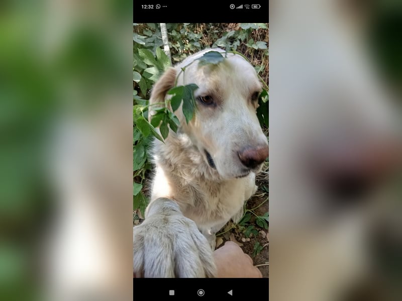 Jeck - ein wunderschöner, lieber Labrador - Retriever - Mischling sucht sein Für -immer -Zuhause