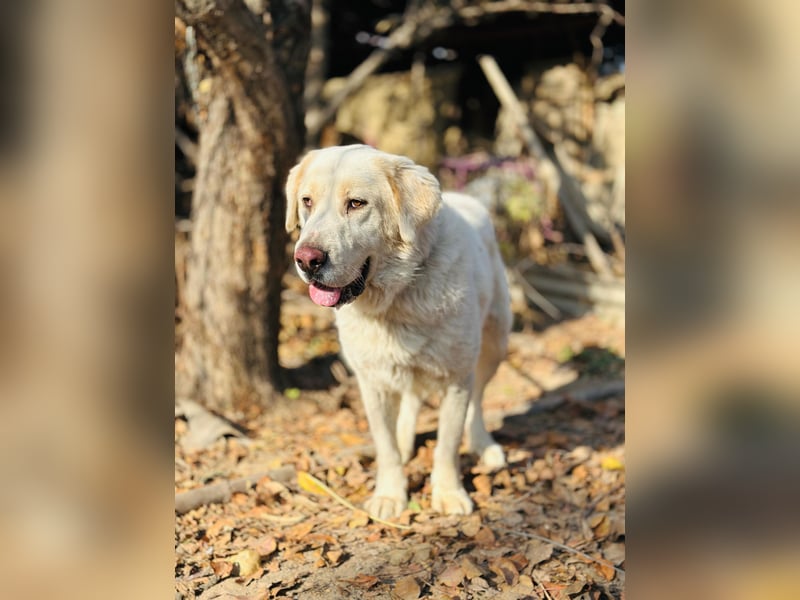 Jeck - ein wunderschöner, lieber Labrador - Retriever - Mischling sucht sein Für -immer -Zuhause