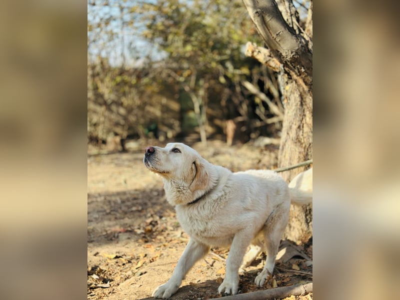 Jeck - ein wunderschöner, lieber Labrador - Retriever - Mischling sucht sein Für -immer -Zuhause