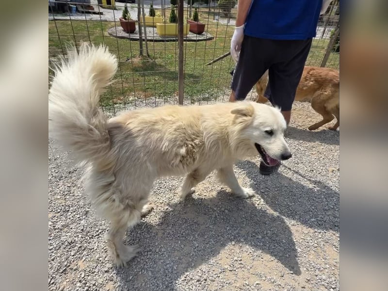 Yeti ein absoluter Schatz