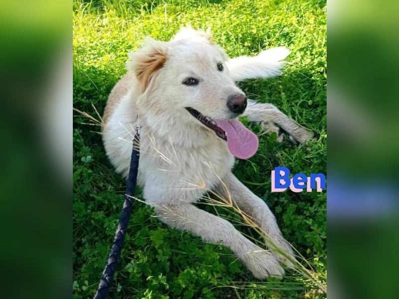 Ben, 07/23 - Familienhund sucht Anschluß
