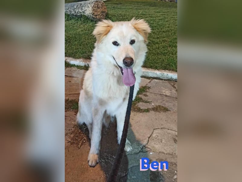 Ben, 07/23 - Familienhund sucht Anschluß