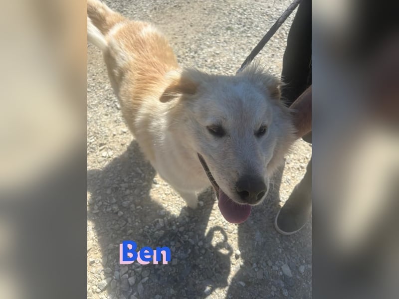 Ben, 07/23 - Familienhund sucht Anschluß