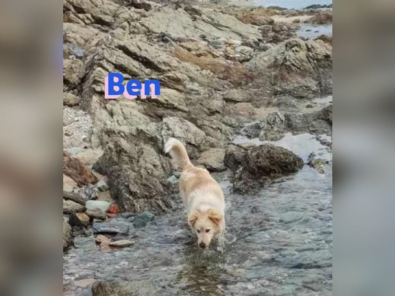 Ben, 07/23 - Familienhund sucht Anschluß