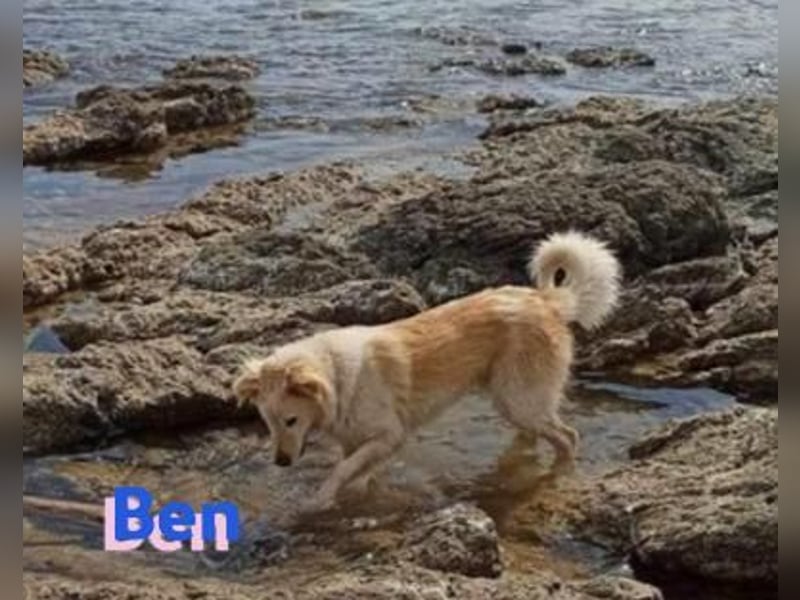 Ben - verschmust und liebebedürftig