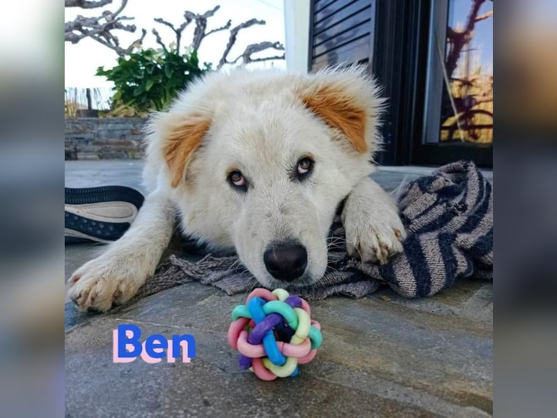 Ben, 07/23 - Familienhund sucht Anschluß