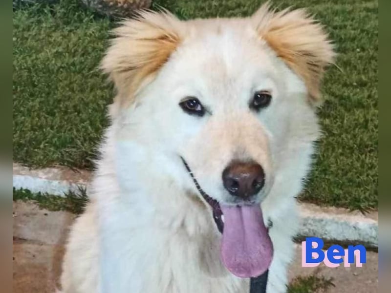 Ben, 07/23 - Familienhund sucht Anschluß