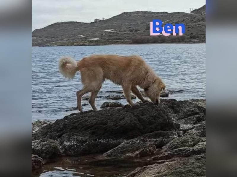 Ben, 07/23 - Familienhund sucht Anschluß