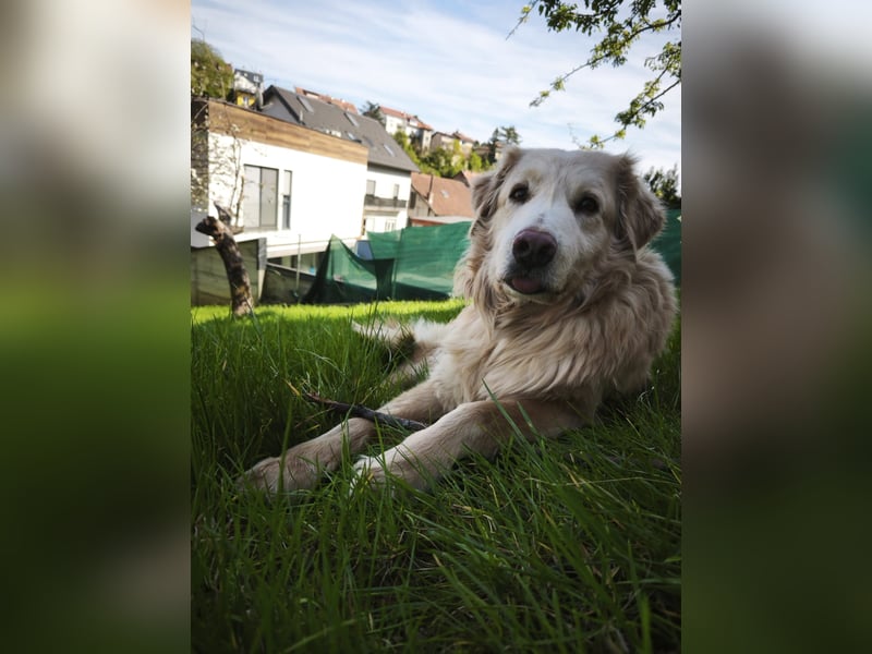 Golden Retrievermischling Raffi sucht ein Zuhause