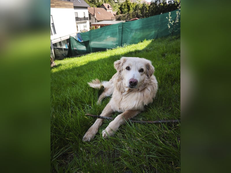 Golden Retrievermischling Raffi sucht ein Zuhause